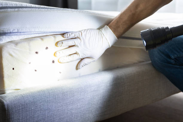 Best Termite Control Services  in Watford City, ND