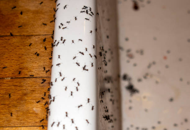 Best Pest Control Treatment  in Watford City, ND