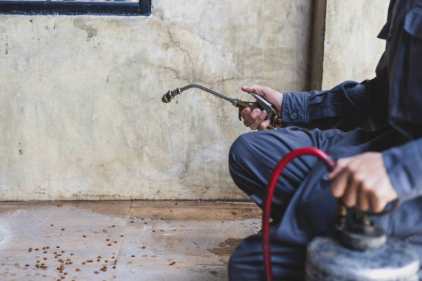 Best Flea Control Services  in Watford City, ND